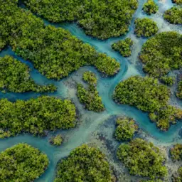 mangrove maze