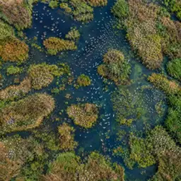 bird wetland