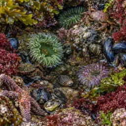 tide pool
