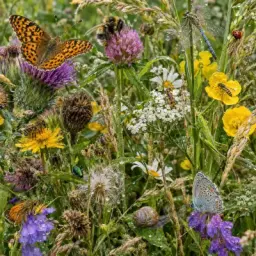 meadow jungle