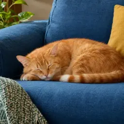 sofa cat