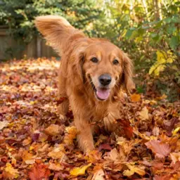 leaf dog
