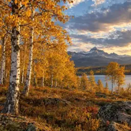 birch grove