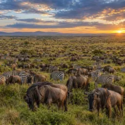 great migration