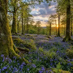bluebell wood